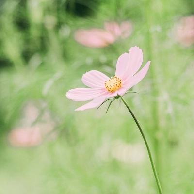 “丁达尔秘境”亮相上海国际光影节西花园、东花园